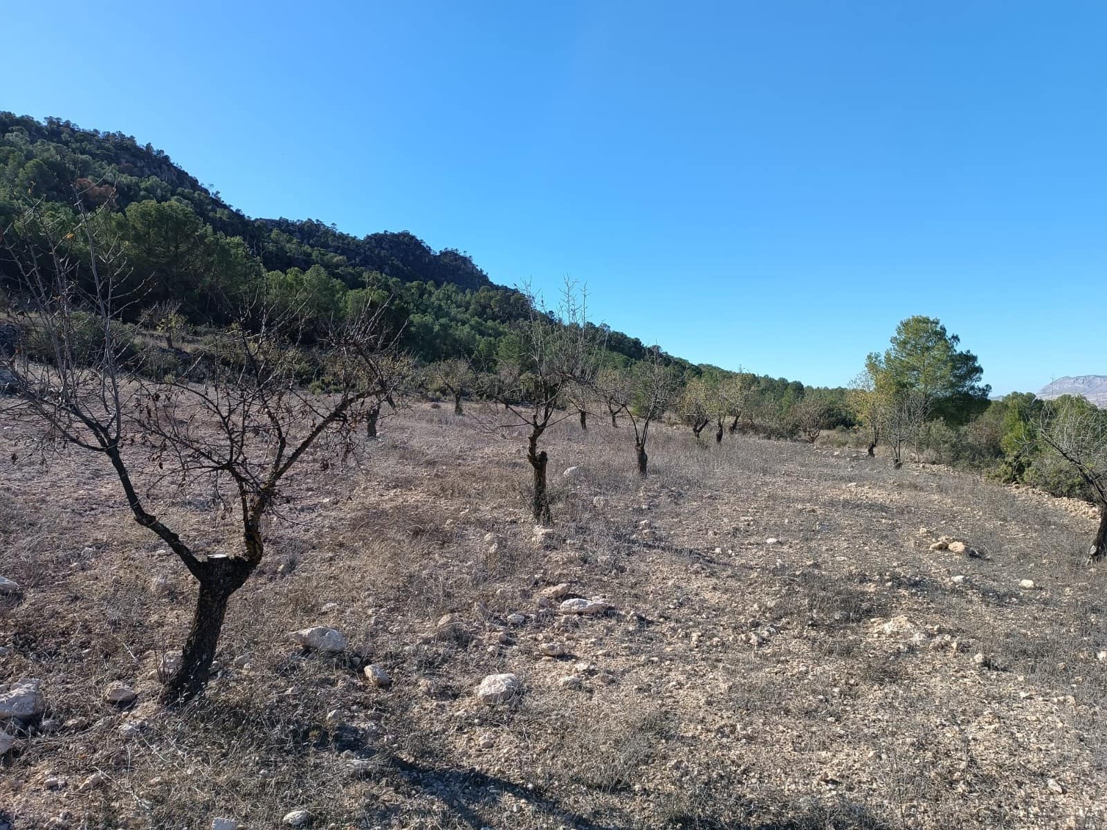 3 soverom Finca/Herregård til salgs i Yecla - € 120 000 (Ref: 9436442)