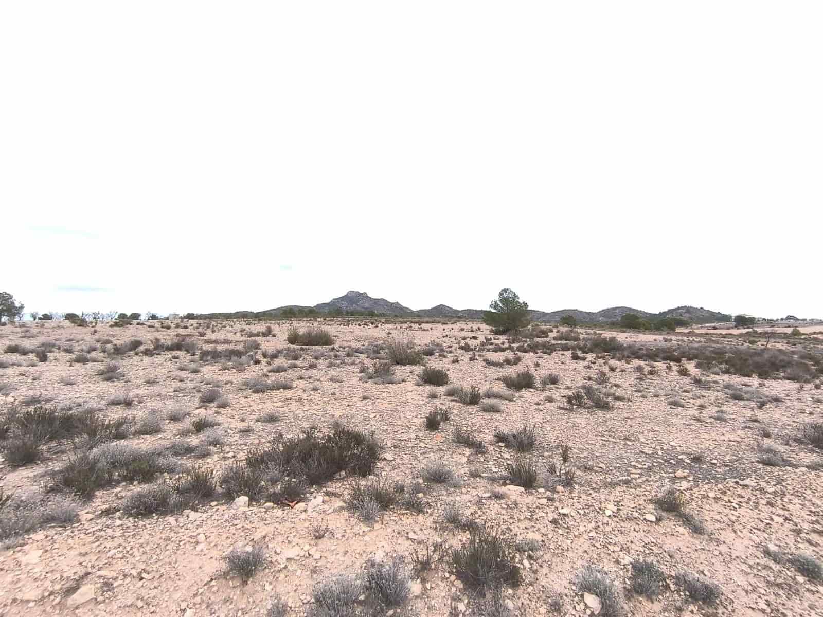 Undeveloped Land for sale in Salinas - € 45,995 (Ref: 9444965)