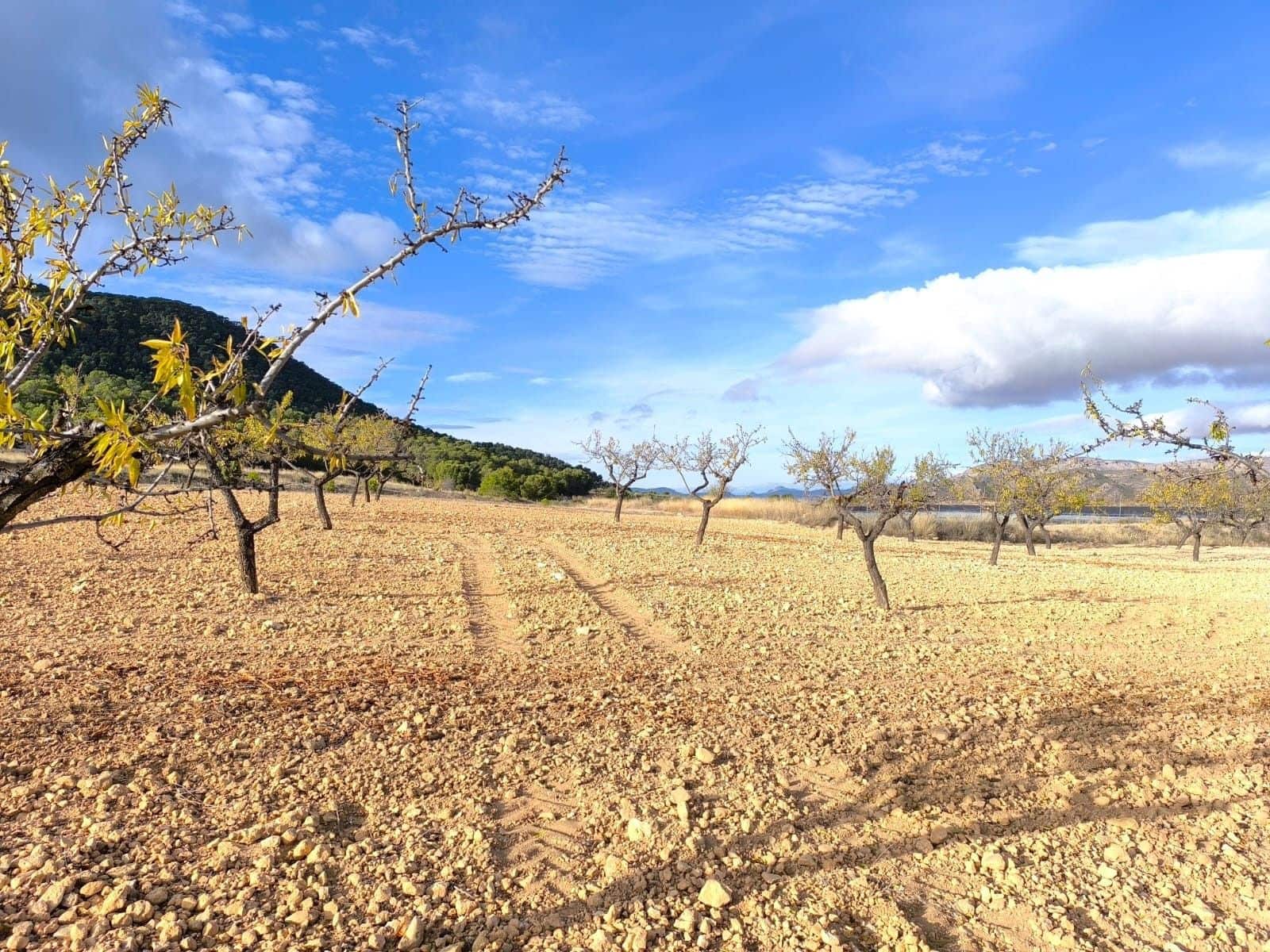 5 bedroom Finca/Country House for sale in Yecla with garage - € 2,400,000 (Ref: 9471111)