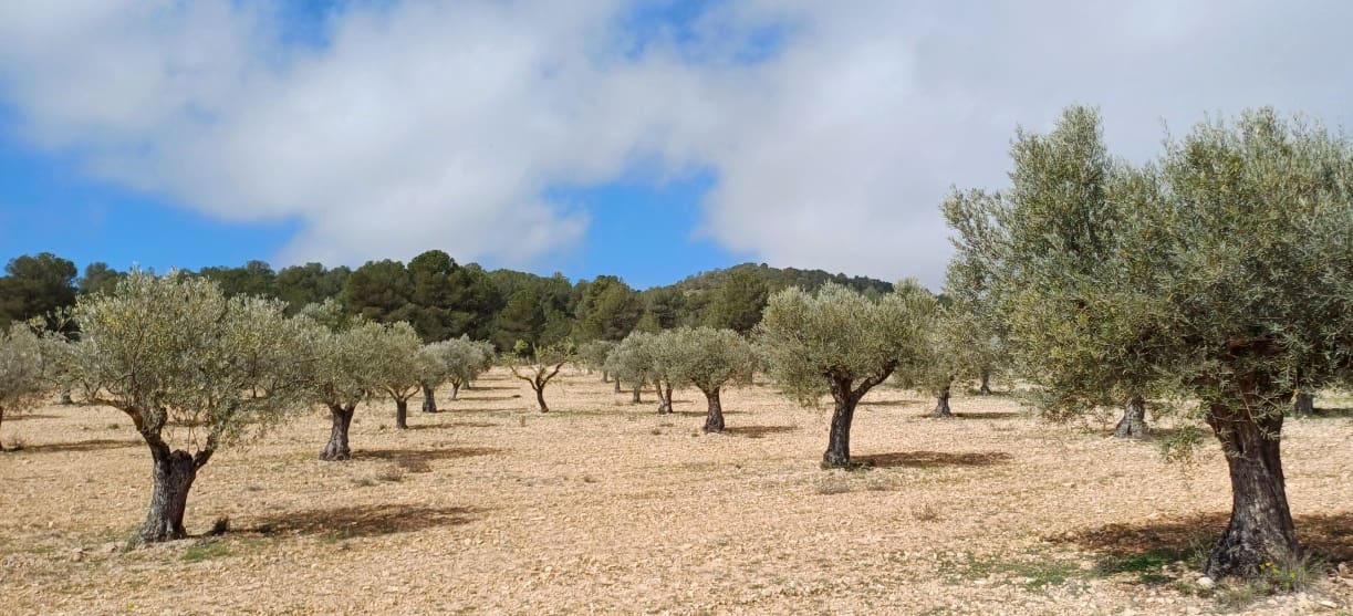 Terre non Aménagée à vendre à Yecla - 37 500 € (Ref: 9511960)