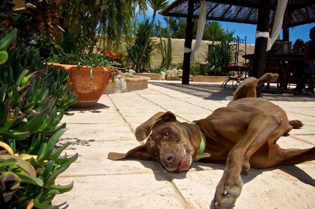 8 bedroom Finca/Country House for sale in Benissa with pool - € 1,399,994 (Ref: 9538867)