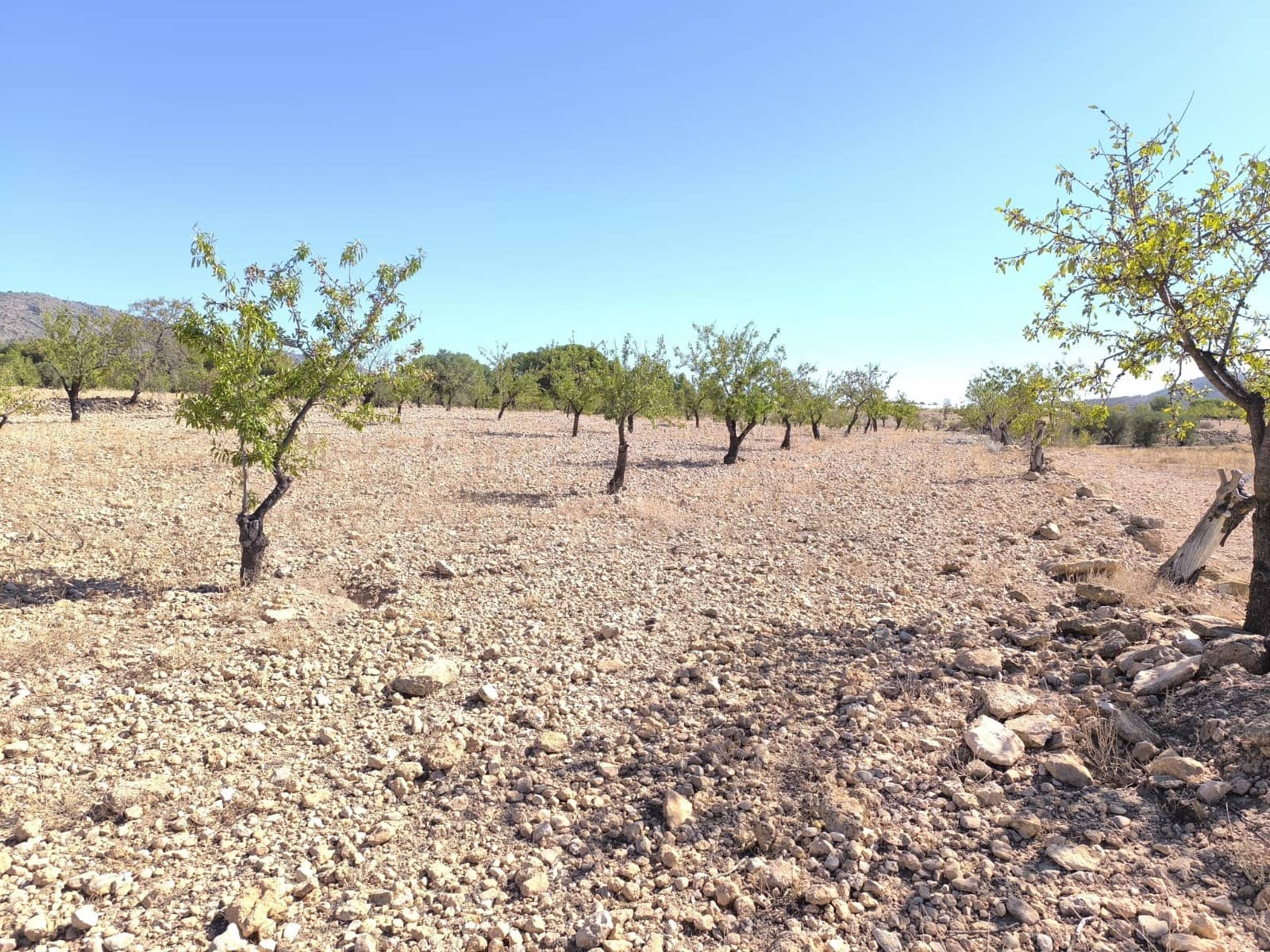 Terreno Non Edificato in vendita in Monovar / Monover - 32.990 € (Rif: 9557400)