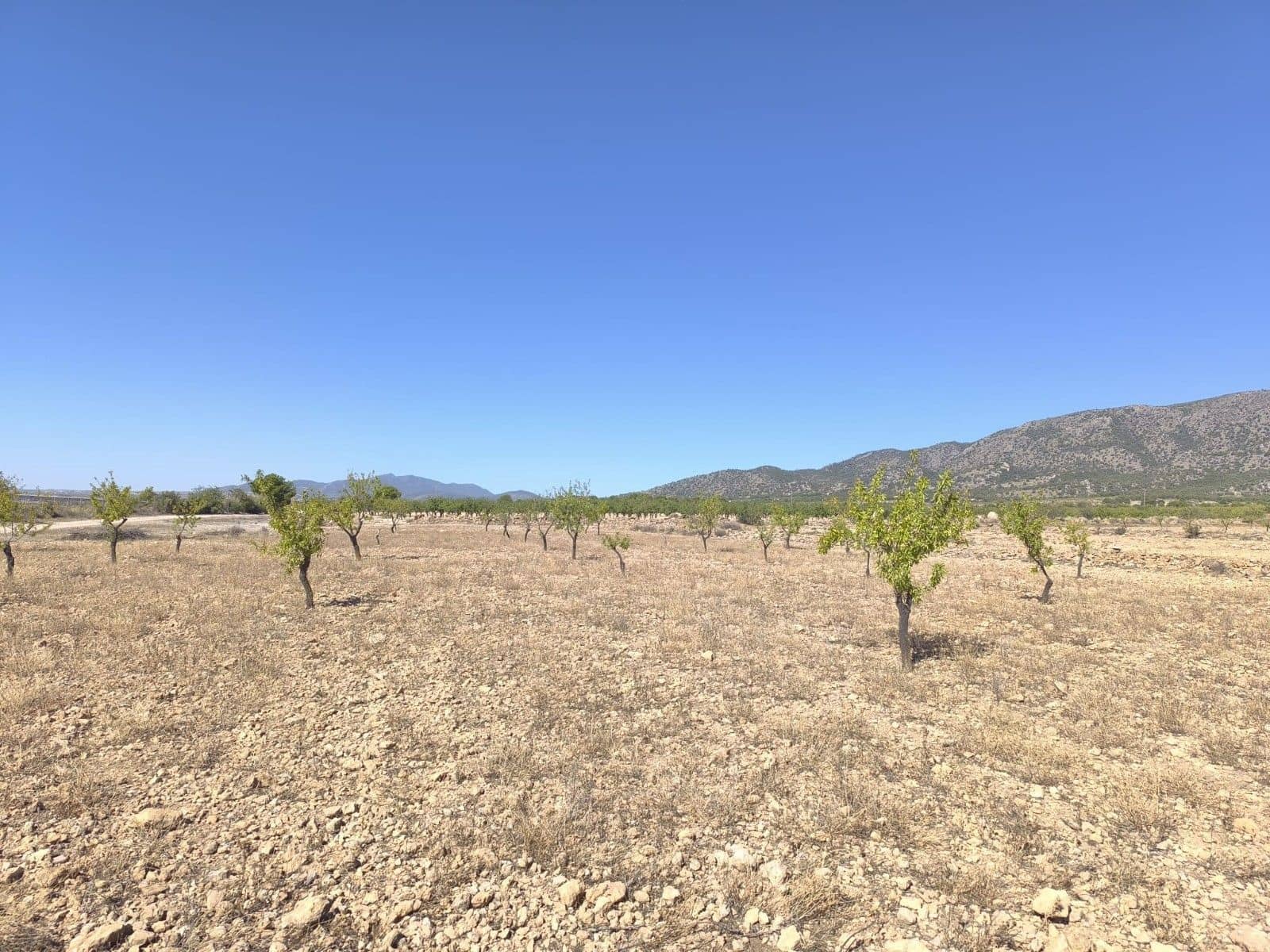 Undeveloped Land for sale in Monovar / Monover - € 32,990 (Ref: 9557400)