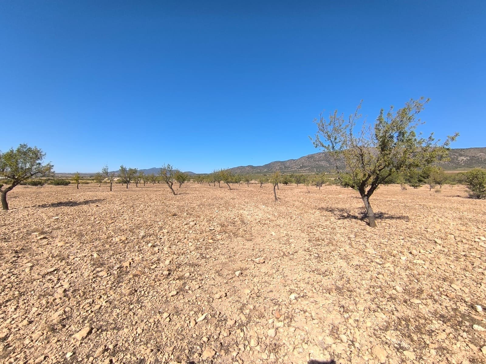 Teren niezagospodarowany na sprzedaż w Monovar / Monover - 20 990 € (Ref: 9557401)