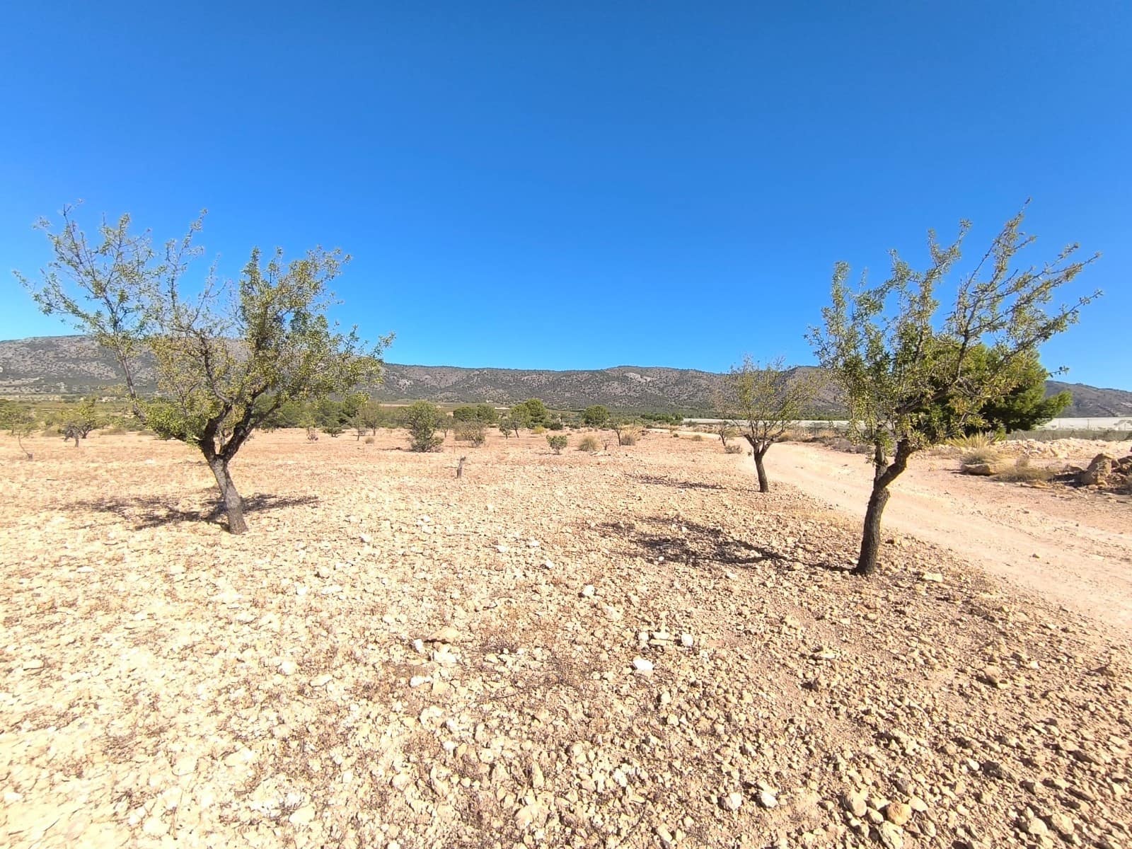 Teren niezagospodarowany na sprzedaż w Monovar / Monover - 20 990 € (Ref: 9557401)