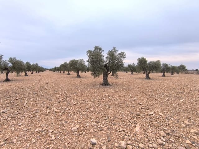 Grond te koop in Yecla - € 68.500 (Ref: 9646490)