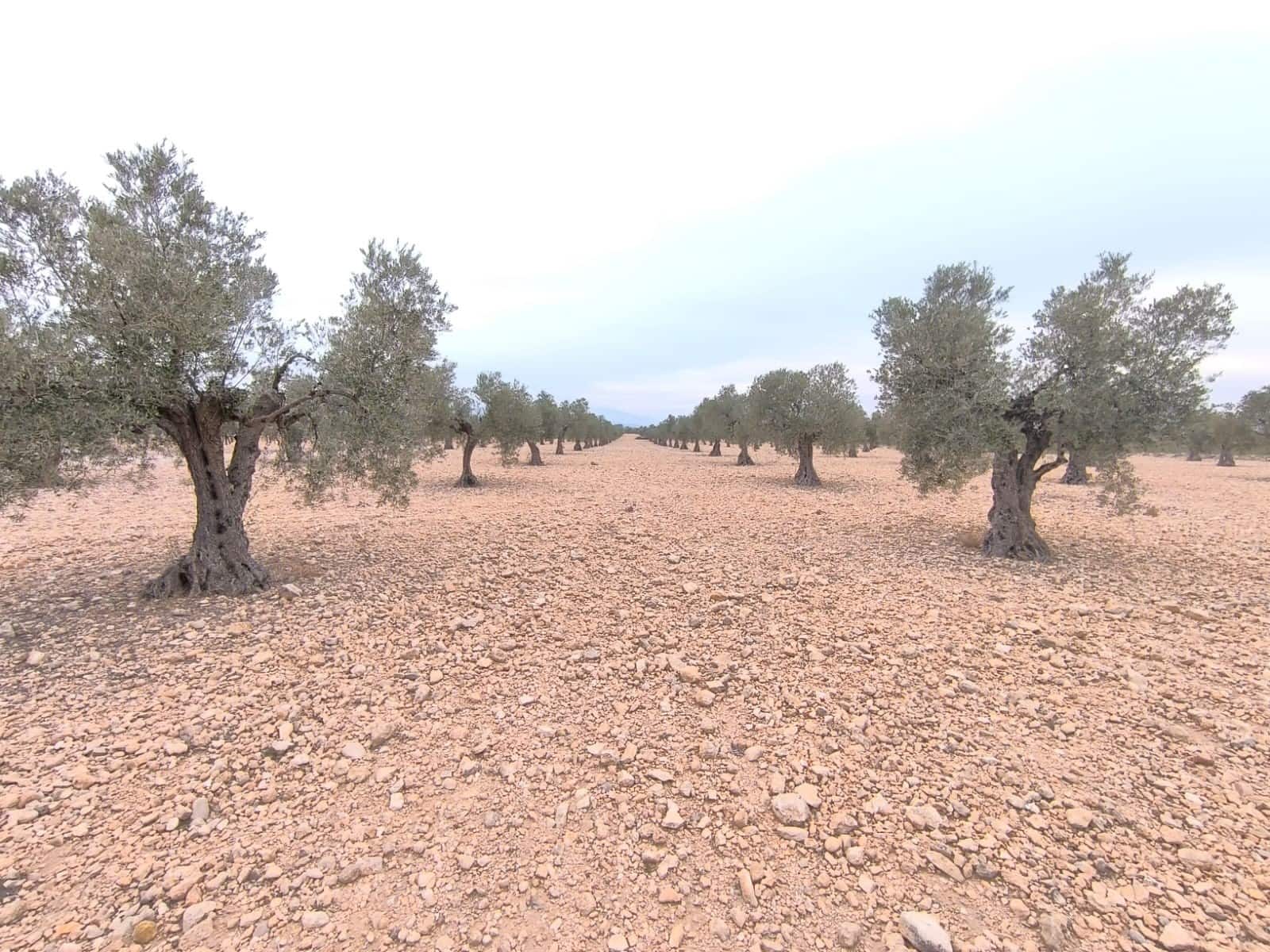 Terre non Aménagée à vendre à Yecla - 52 500 € (Ref: 9646490)