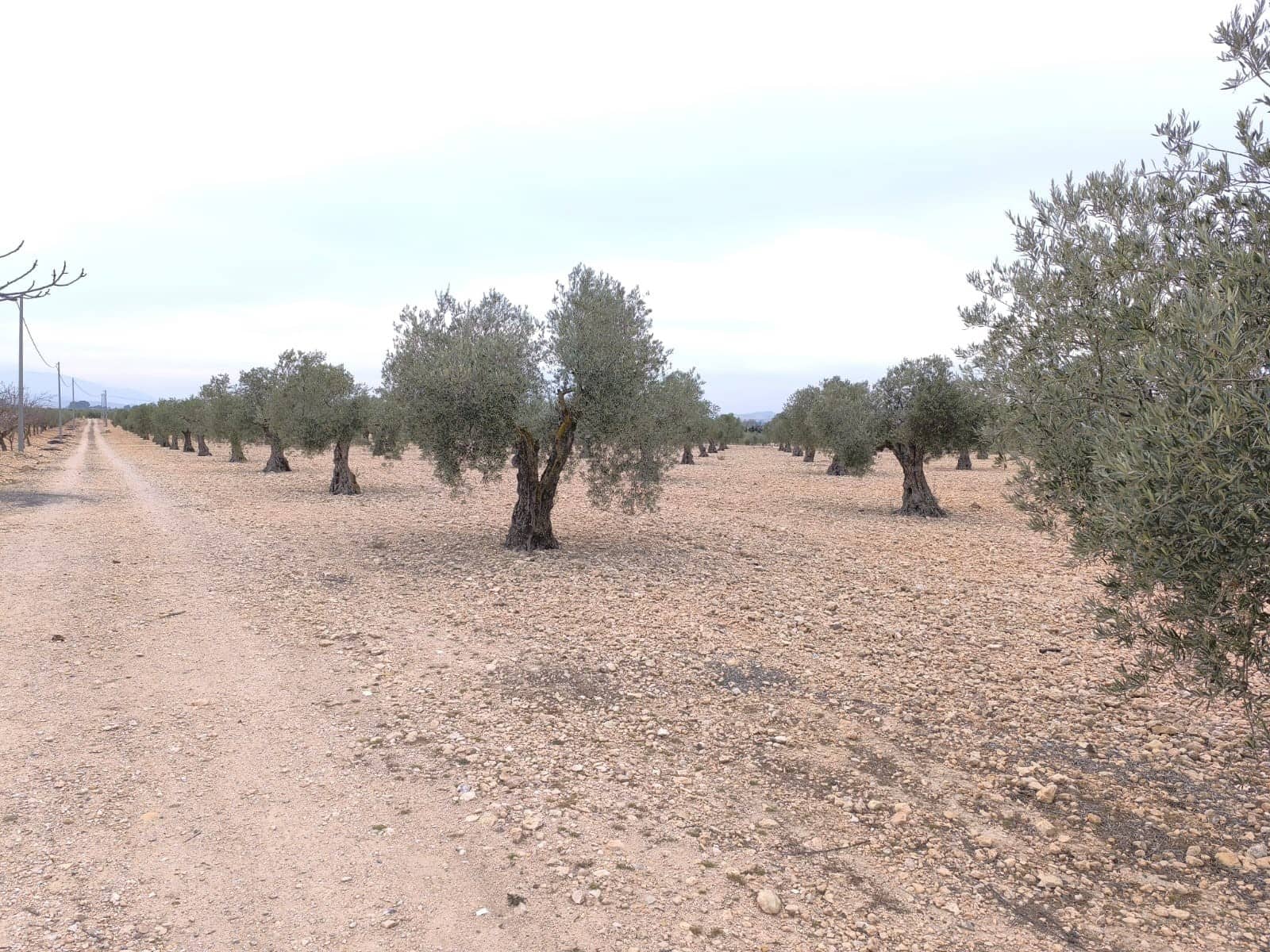 Terre non Aménagée à vendre à Yecla - 52 500 € (Ref: 9646490)
