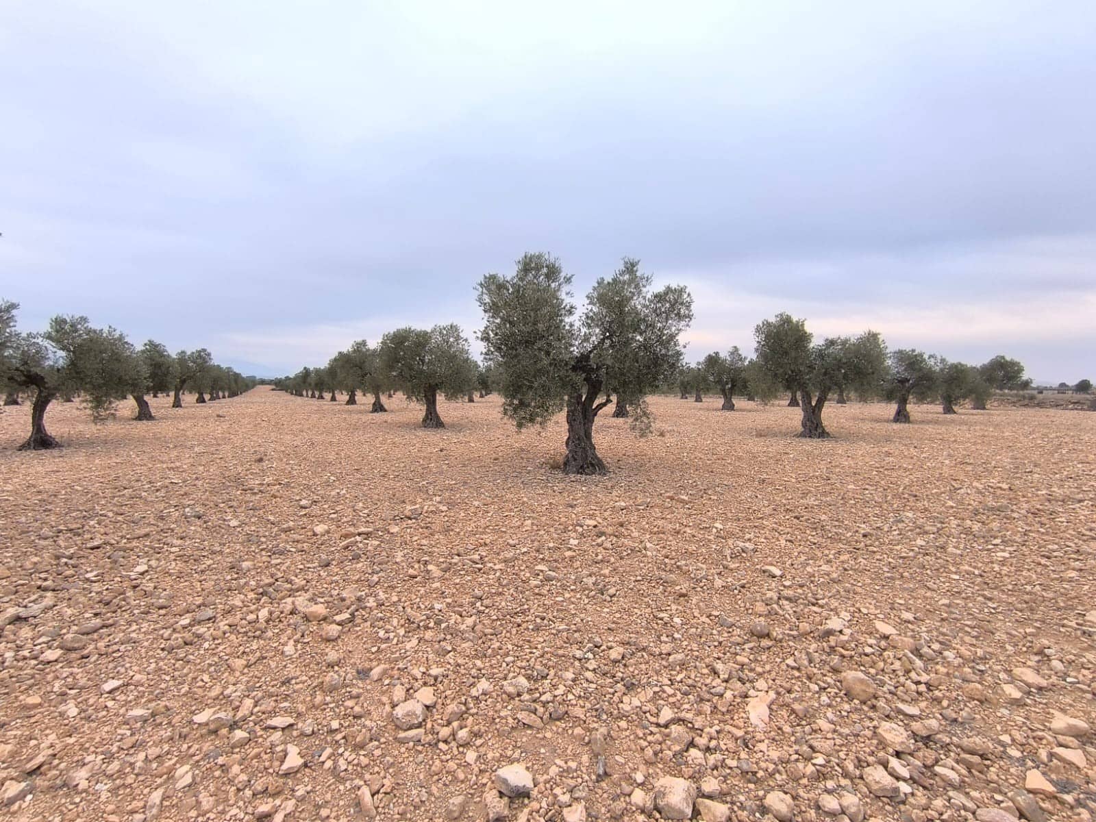 Terre non Aménagée à vendre à Yecla - 52 500 € (Ref: 9646490)