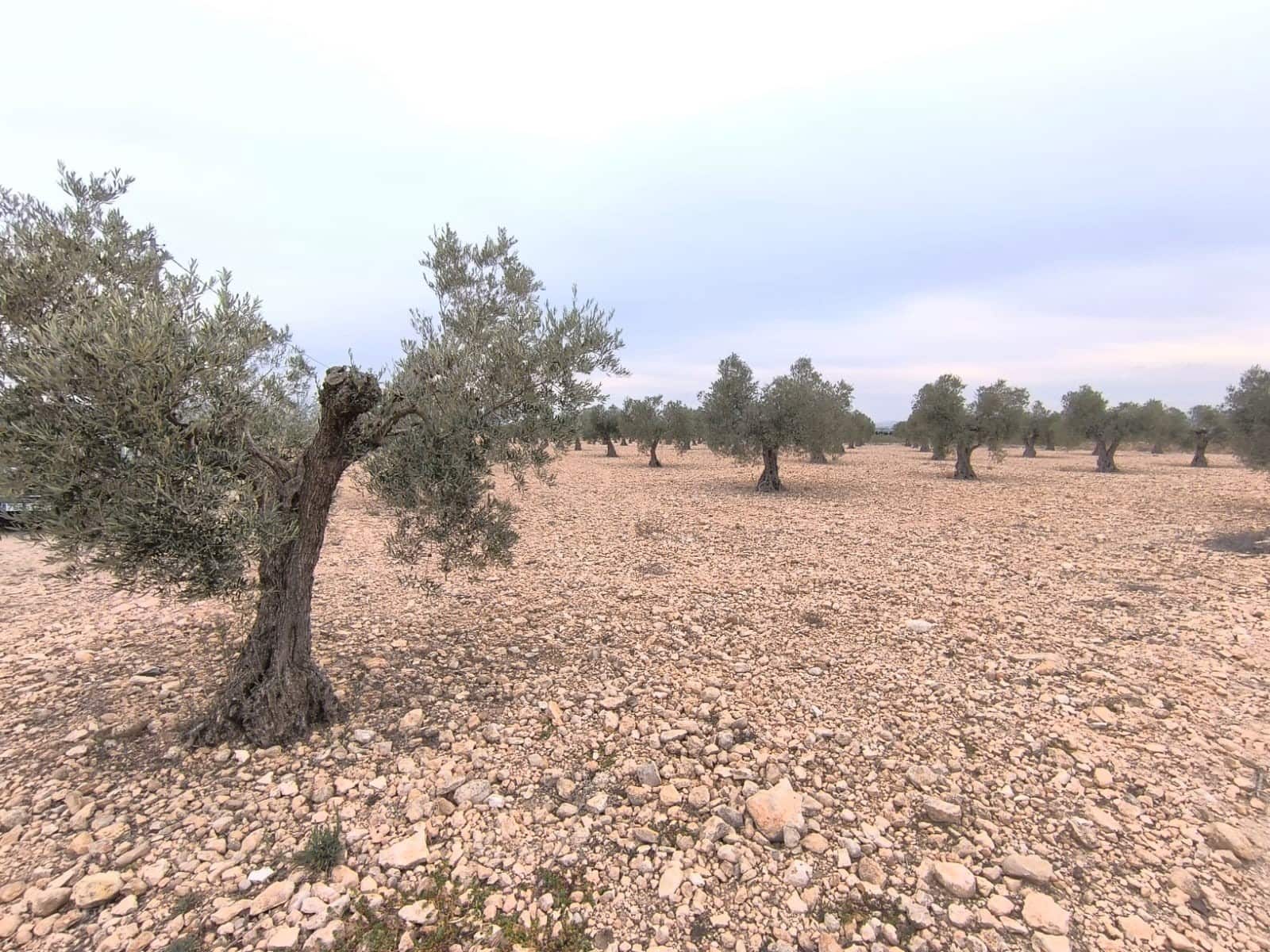 Terre non Aménagée à vendre à Yecla - 52 500 € (Ref: 9646490)