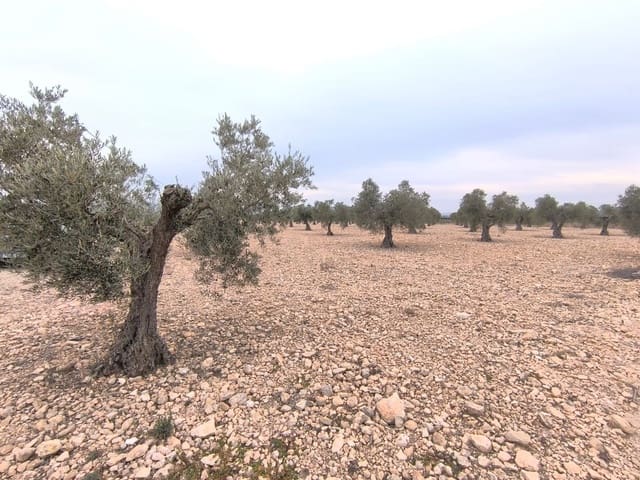 Terreno Non Edificato in vendita in Yecla - 52.500 € (Rif: 9646490)