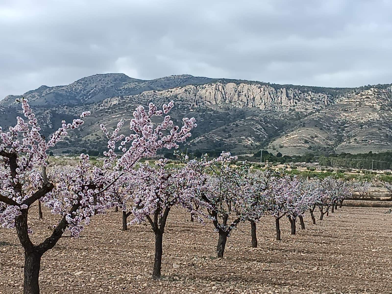 Undeveloped Land for sale in Pinoso - € 26,900 (Ref: 9658091)
