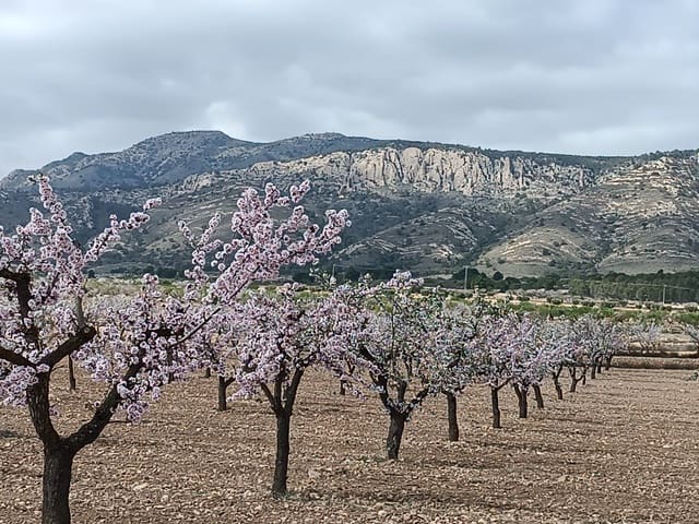 Terre non Aménagée à vendre à Pinoso - 26 900 € (Ref: 9658091)