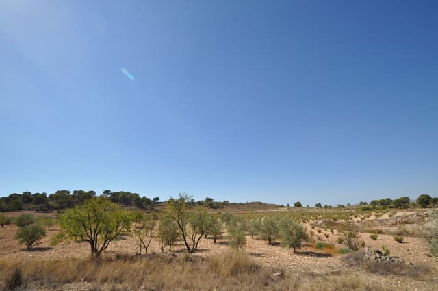 Terreno/Finca Rústica en Torre del Rico, Jumilla en venta - 33.995 € (Ref: 9669559)
