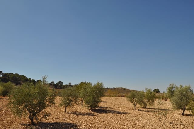 Terreno/Finca Rústica en Torre del Rico, Jumilla en venta - 33.995 € (Ref: 9669559)