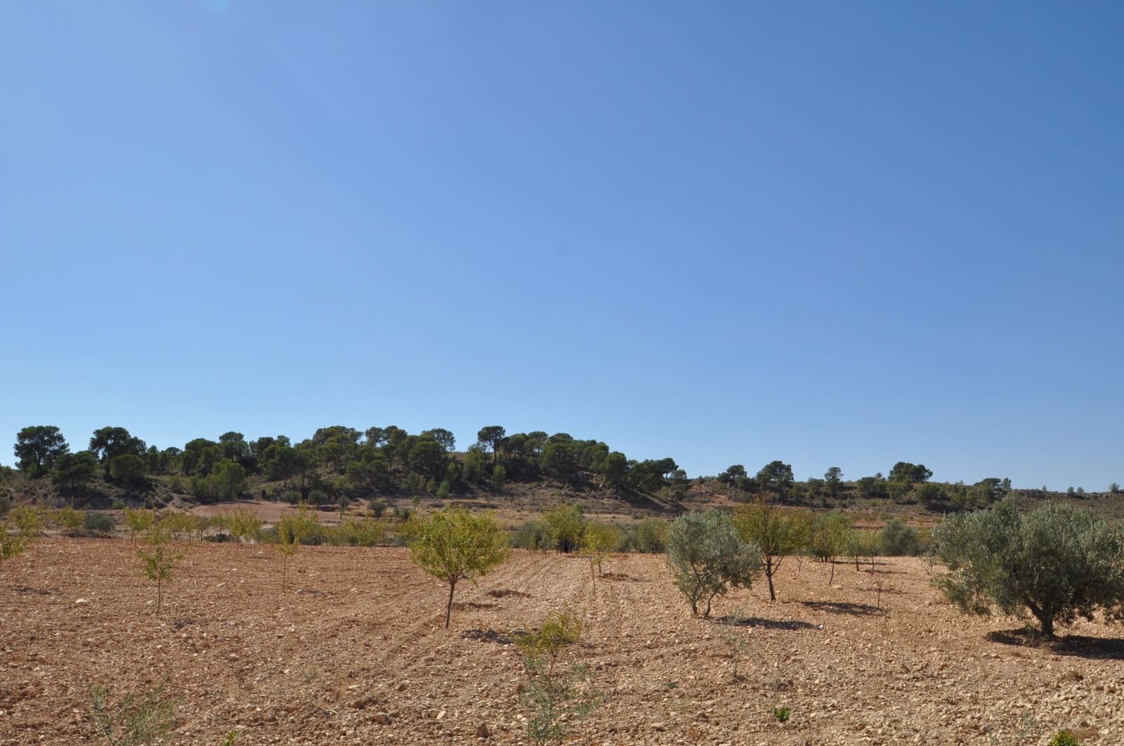 Terre non Aménagée à vendre à Torre del Rico - 33 995 € (Ref: 9669559)
