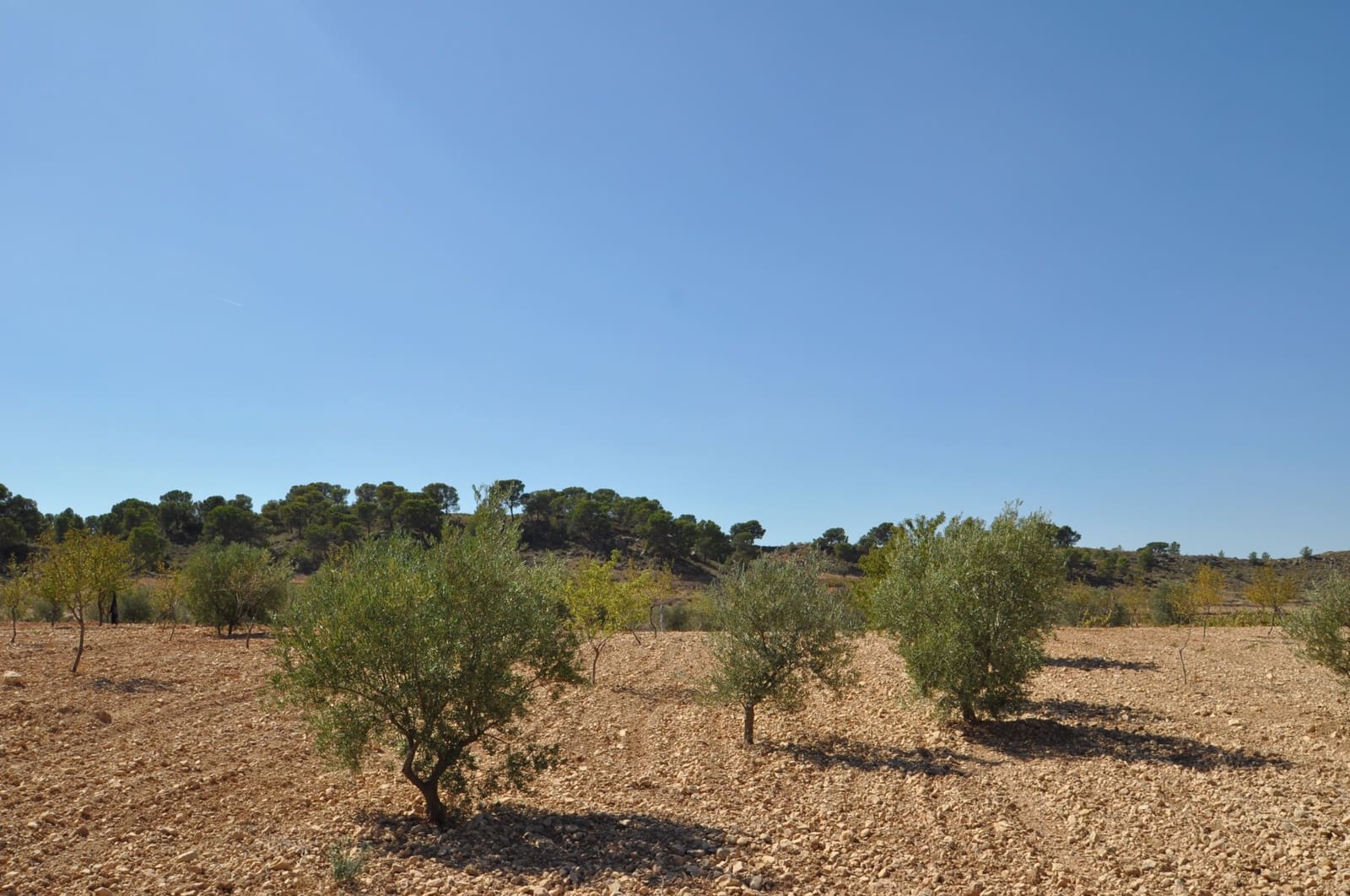 Terre non Aménagée à vendre à Torre del Rico - 33 995 € (Ref: 9669559)