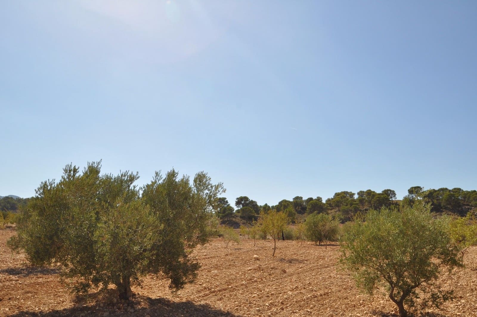 Undeveloped Land for sale in Torre del Rico - € 33,995 (Ref: 9669559)