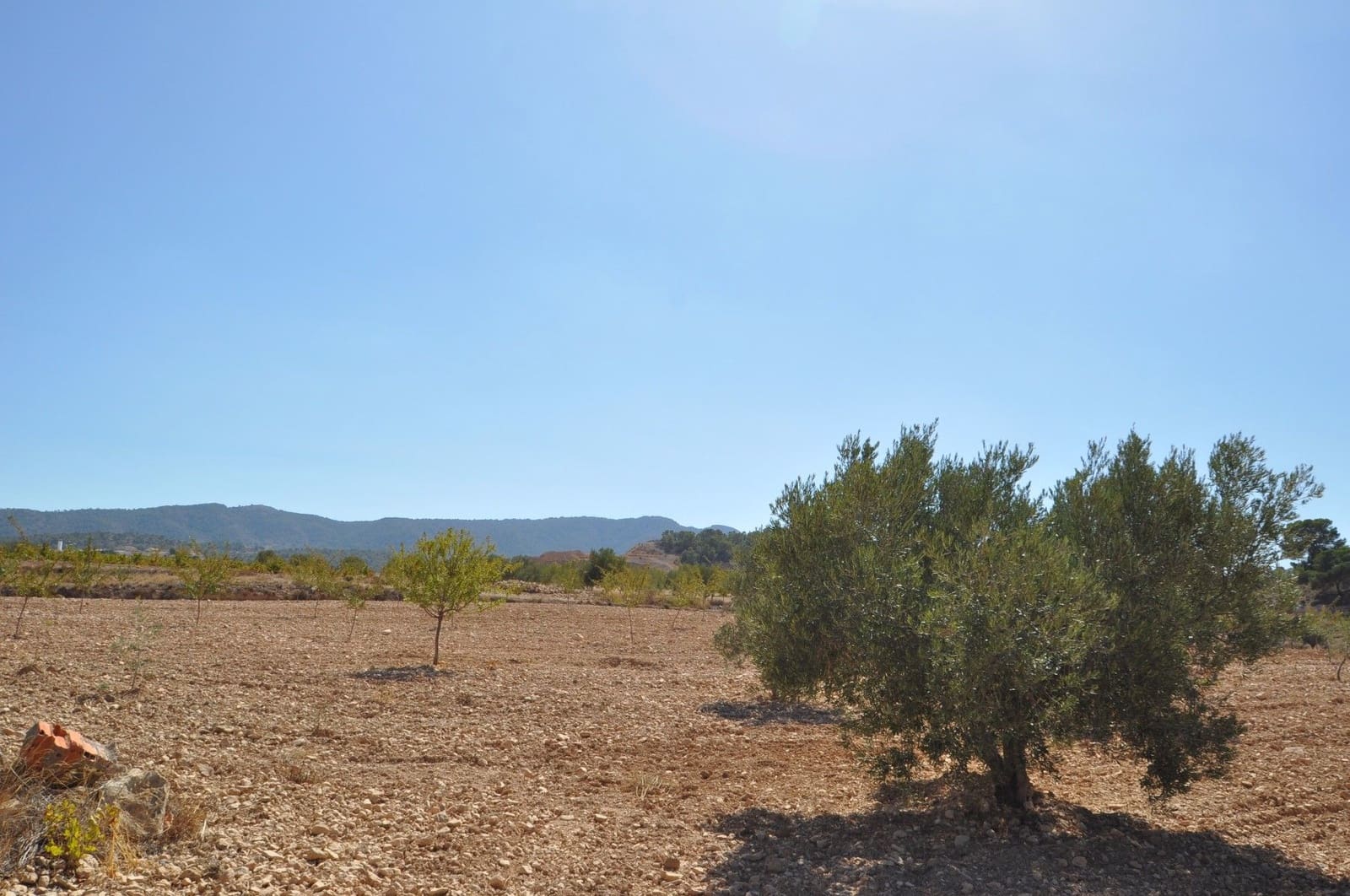 Undeveloped Land for sale in Torre del Rico - € 33,995 (Ref: 9669559)