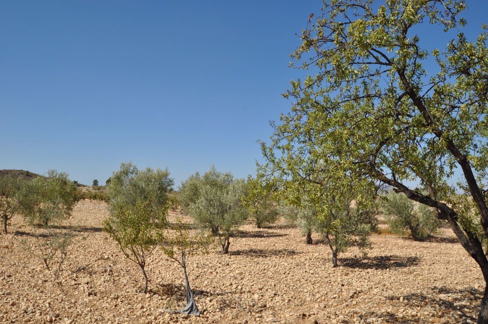 Undeveloped Land for sale in Torre del Rico - € 33,995 (Ref: 9669559)