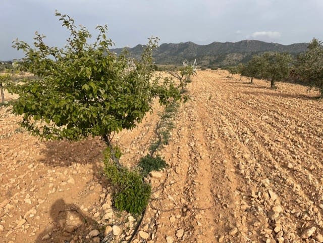 Grunde uden byggetilladelser til salg i Yecla - € 54.900 (Ref: 9686351)