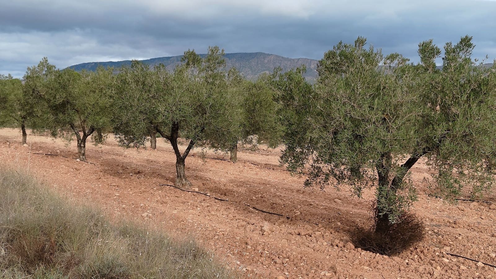 Mark till salu i Monovar / Monover - 42 900 € (Ref: 9687215)
