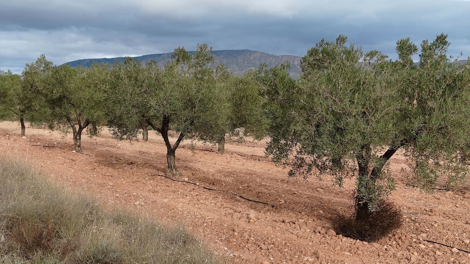 Undeveloped Land for sale in Monovar / Monover - € 42,900 (Ref: 9687215)