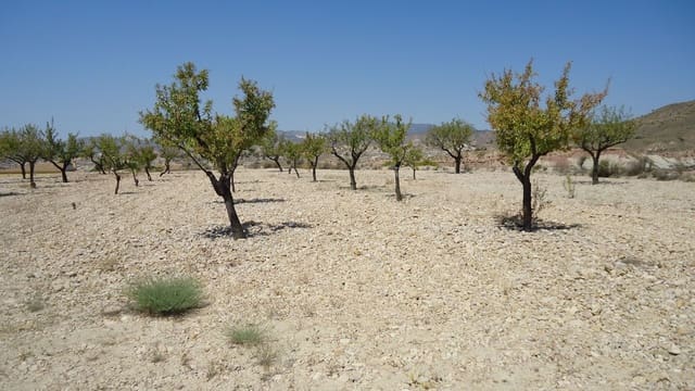 Terreno Non Edificato in vendita in Abanilla - 32.900 € (Rif: 9687218)