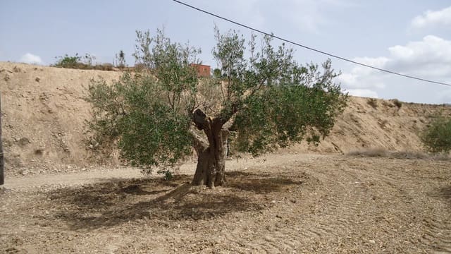 Ubebygd land til salgs i Abanilla - € 19 900 (Ref: 9687224)