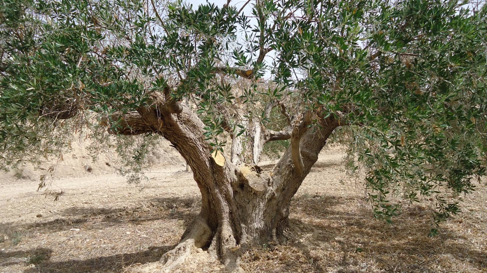 Ubebygd land til salgs i Abanilla - € 19 900 (Ref: 9687224)