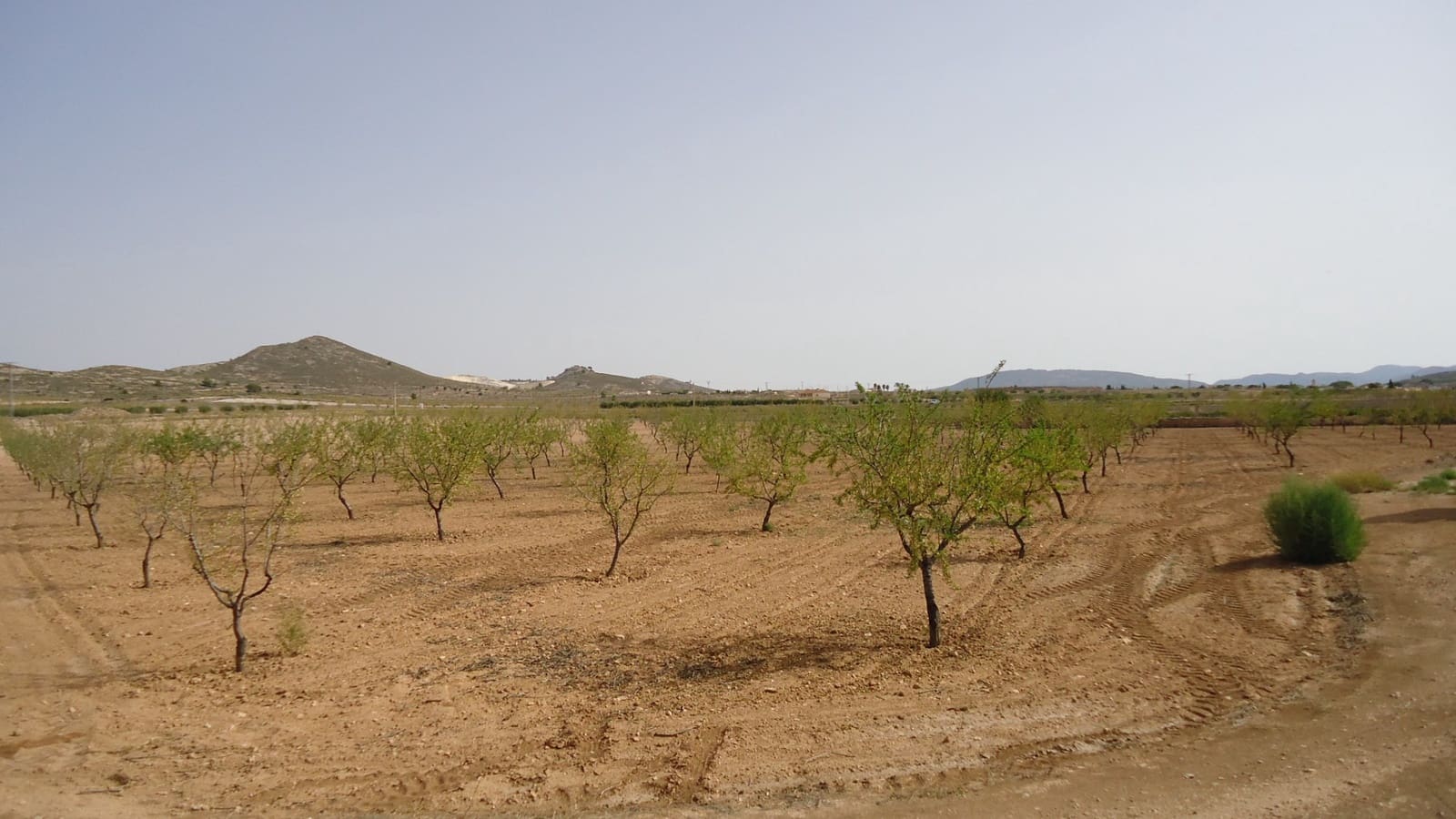 Undeveloped Land for sale in Jumilla - € 139,900 (Ref: 9687225)