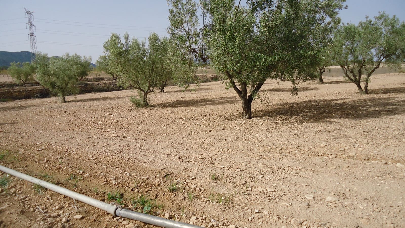 Undeveloped Land for sale in Jumilla - € 139,900 (Ref: 9687225)