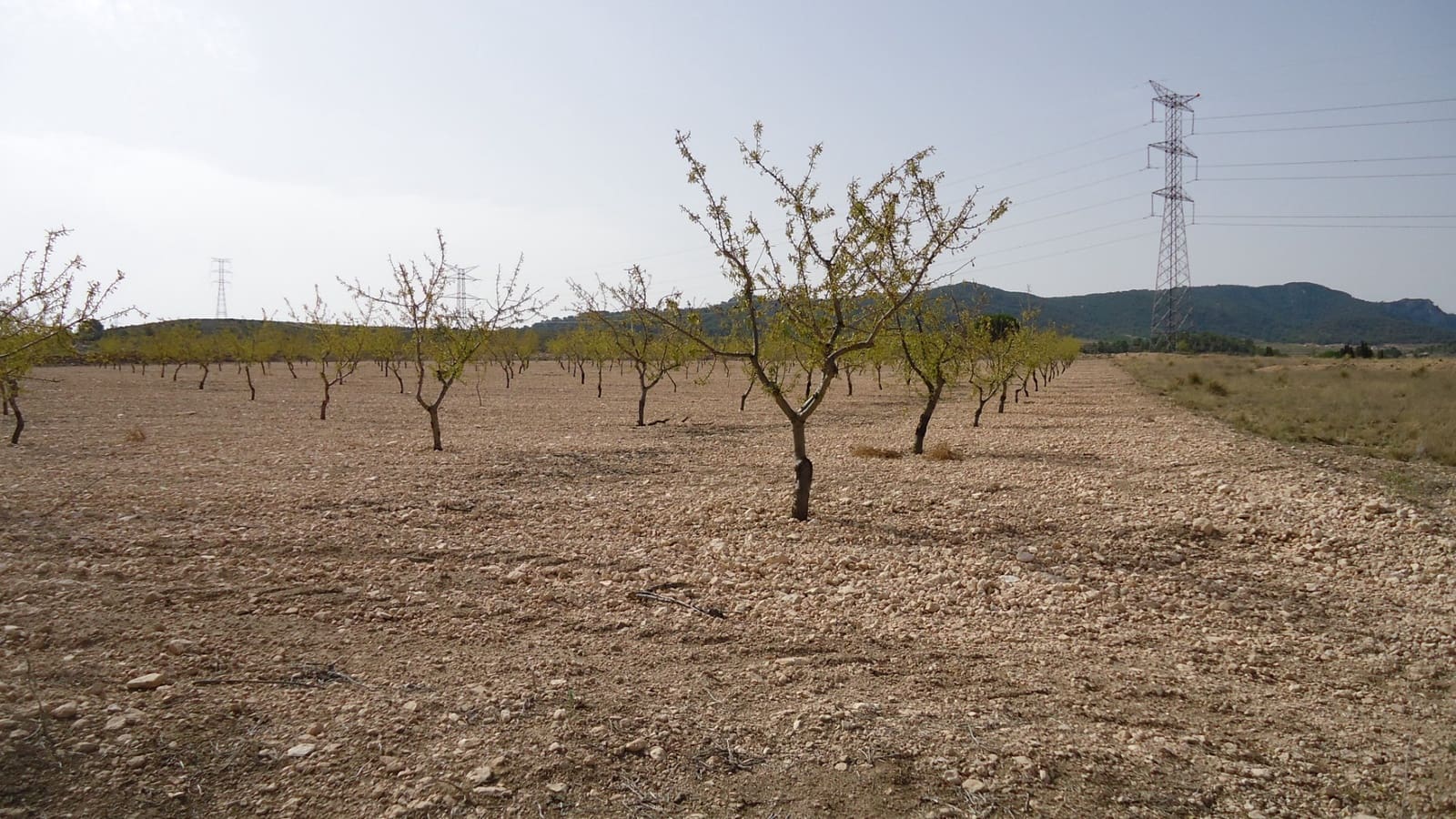 Undeveloped Land for sale in Jumilla - € 139,900 (Ref: 9687225)