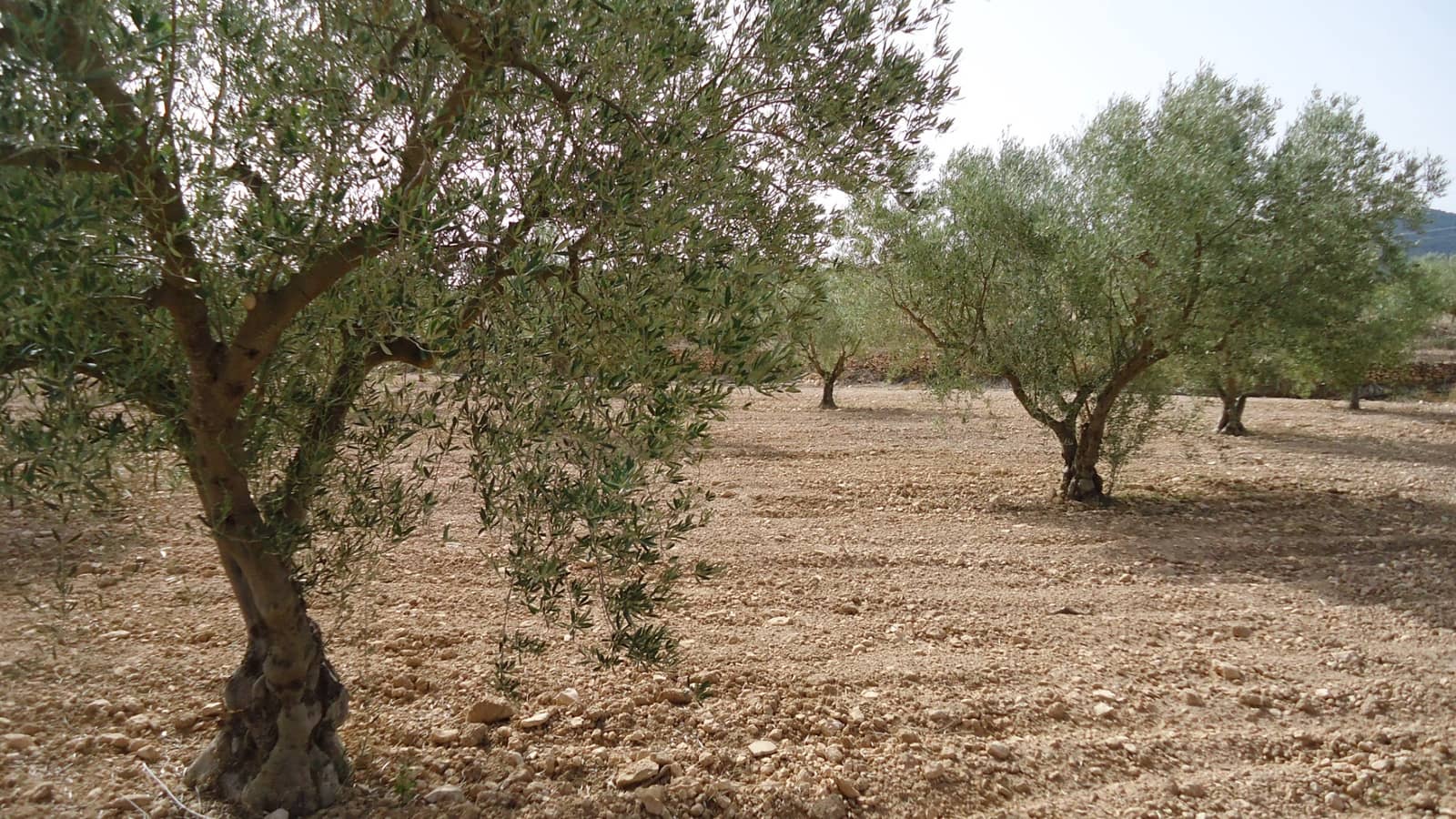 Undeveloped Land for sale in Jumilla - € 139,900 (Ref: 9687225)