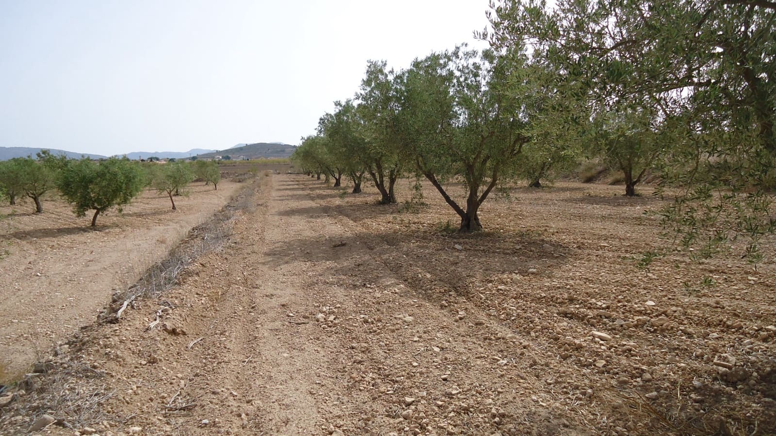 Undeveloped Land for sale in Jumilla - € 139,900 (Ref: 9687225)