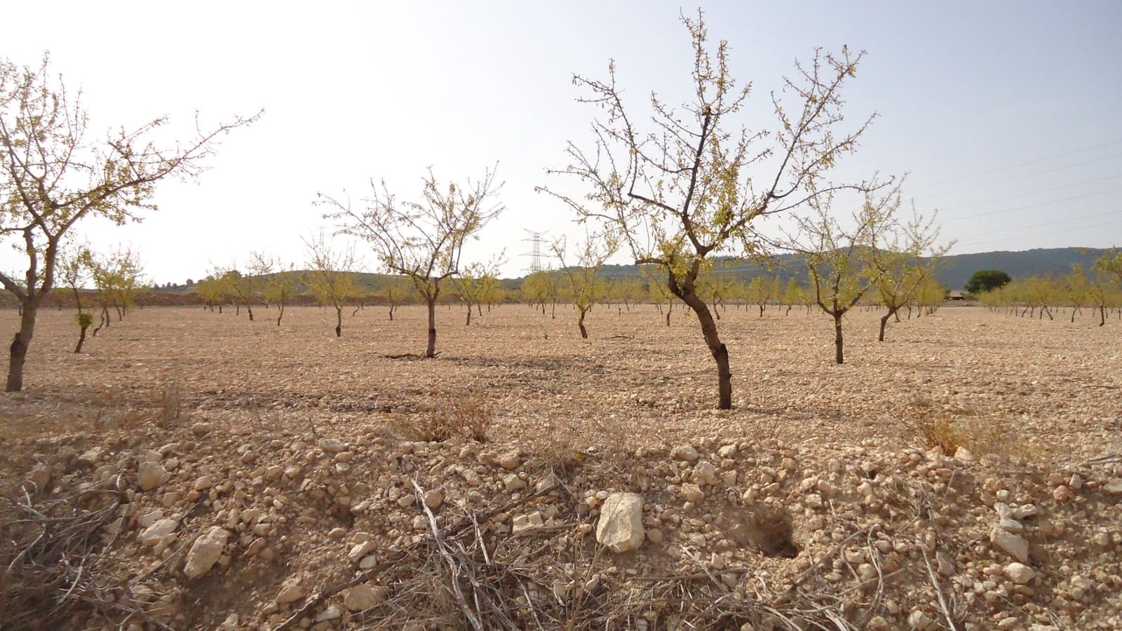 Undeveloped Land for sale in Jumilla - € 139,900 (Ref: 9687225)