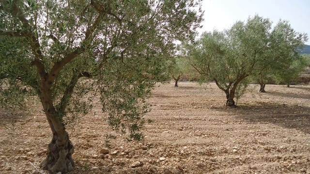Undeveloped Land for sale in Jumilla - € 139,900 (Ref: 9687225)