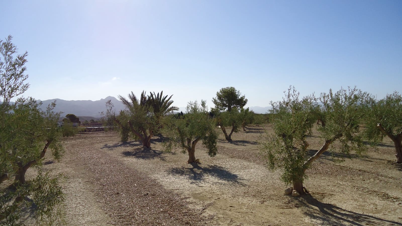 Terreno Non Edificato in vendita in Abanilla - 82.995 € (Rif: 9687227)