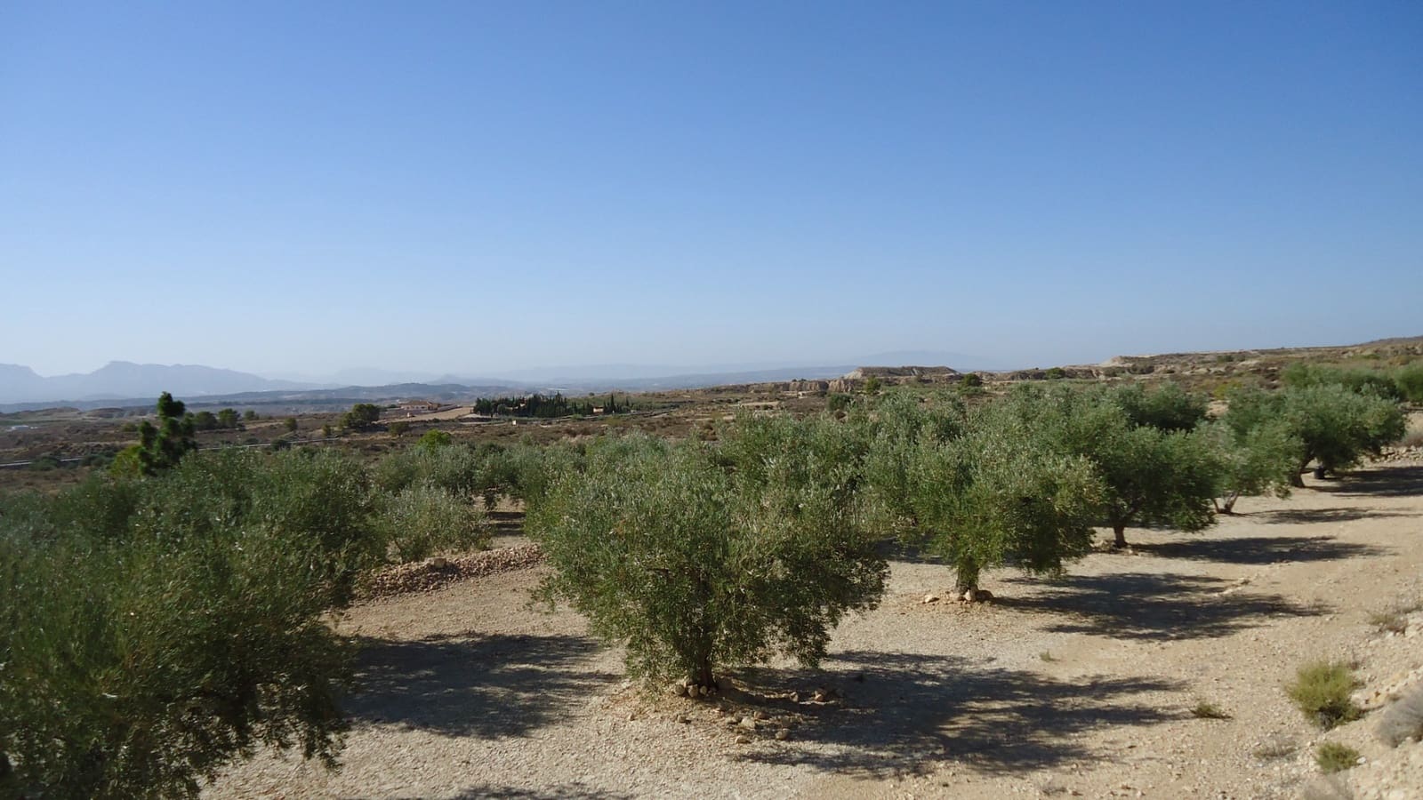 Terreno Non Edificato in vendita in Abanilla - 82.995 € (Rif: 9687227)