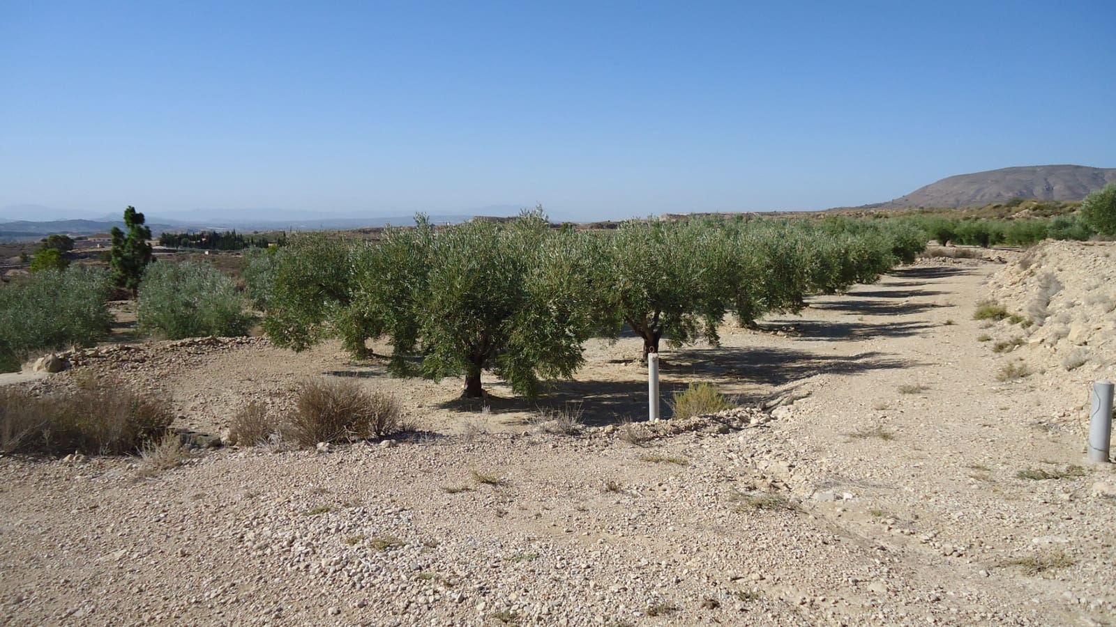 Terreno Non Edificato in vendita in Abanilla - 82.995 € (Rif: 9687227)