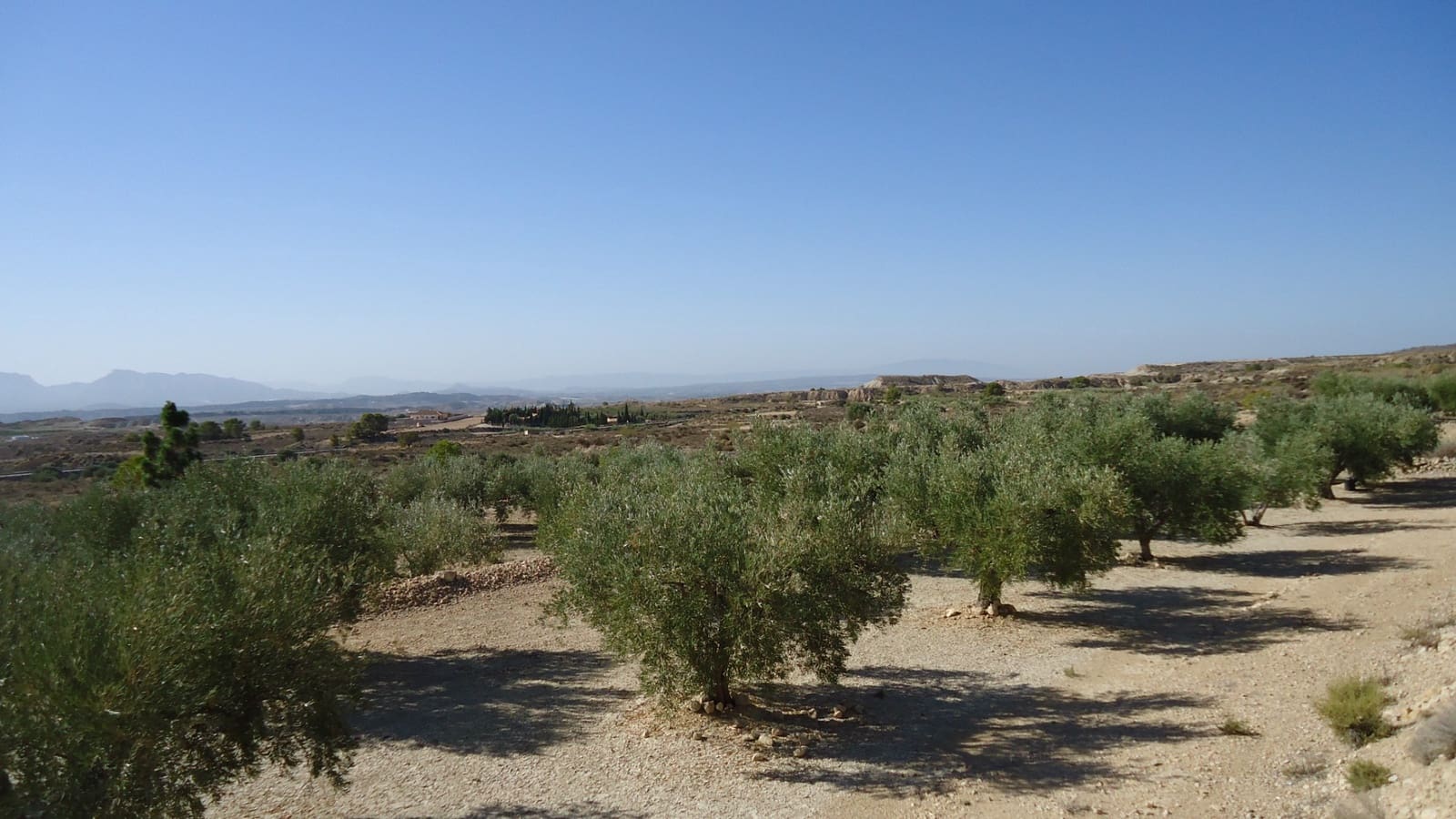 Terreno Non Edificato in vendita in Abanilla - 82.995 € (Rif: 9687227)