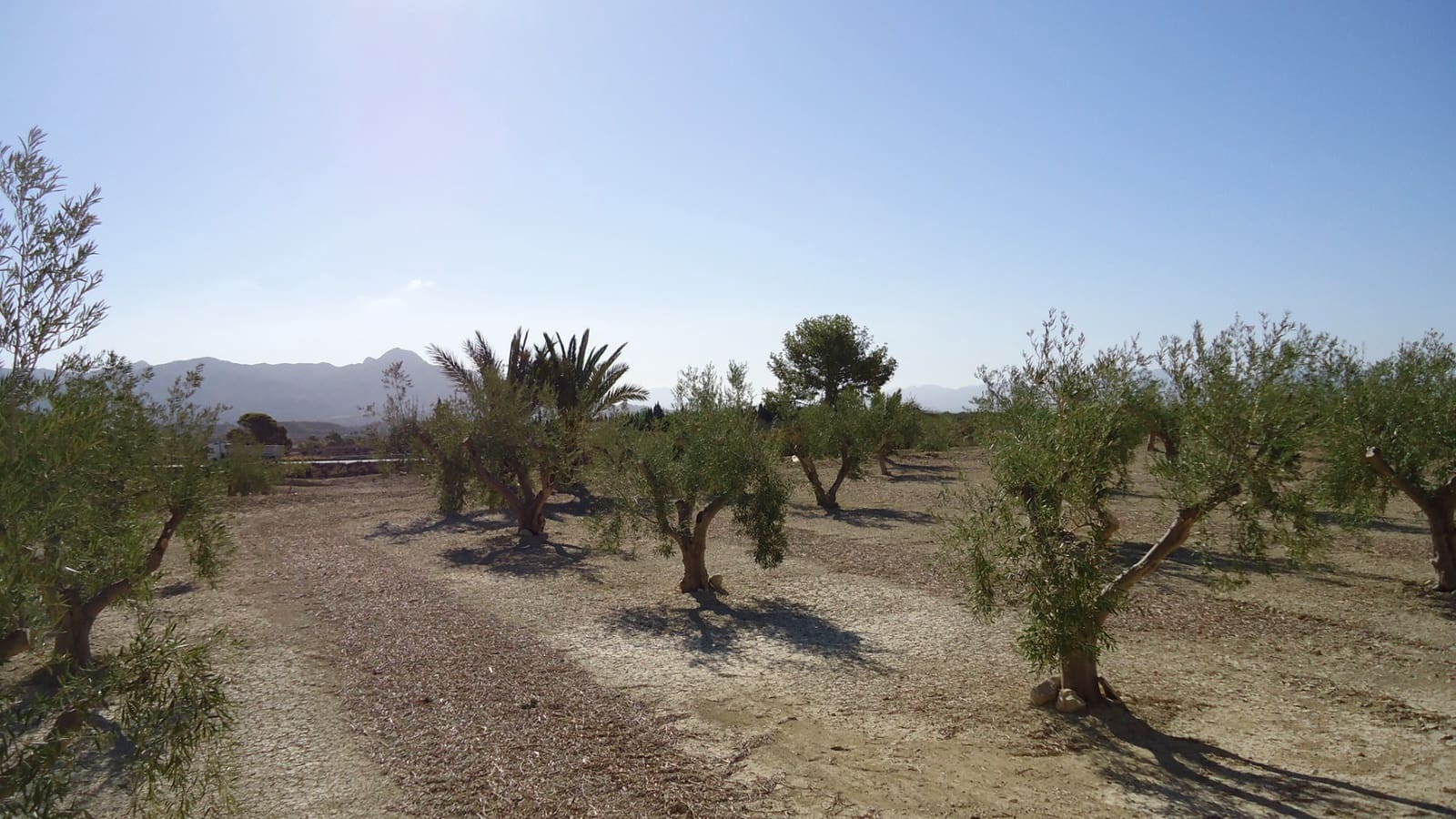 Terreno Non Edificato in vendita in Abanilla - 82.995 € (Rif: 9687227)