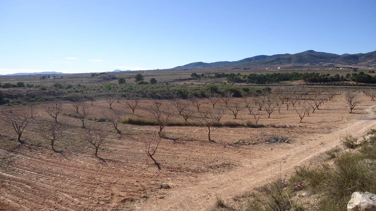 Terre non Aménagée à vendre à Yecla - 623 000 € (Ref: 9687229)