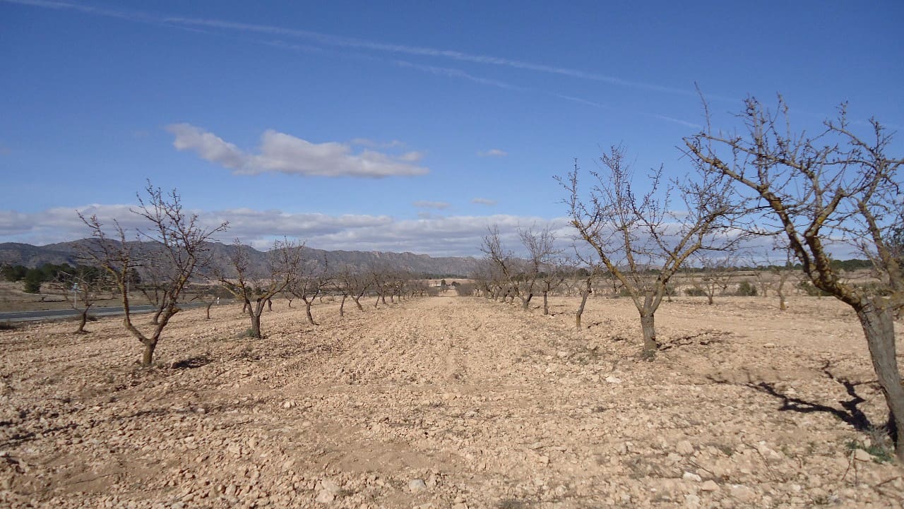 Terre non Aménagée à vendre à Yecla - 623 000 € (Ref: 9687229)
