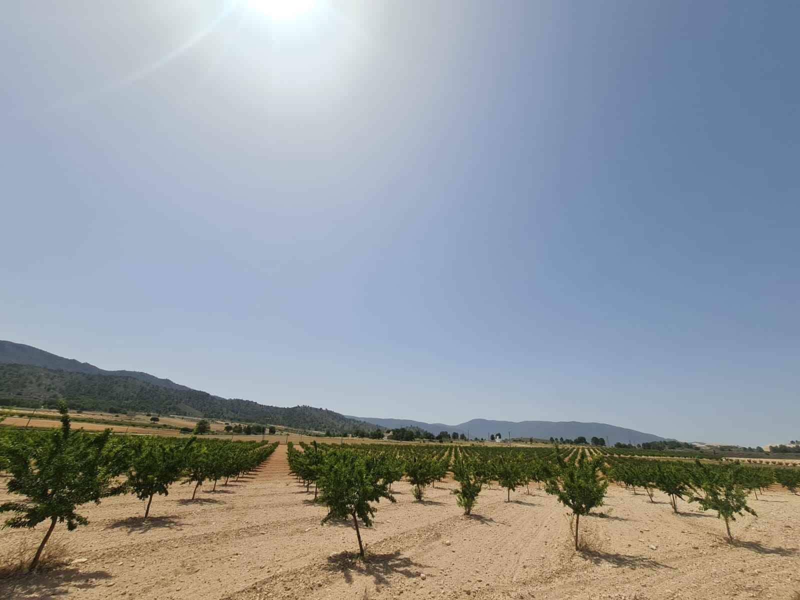 Landgrundstück zu verkaufen in Yecla - 42.995 € (Ref: 9687232)