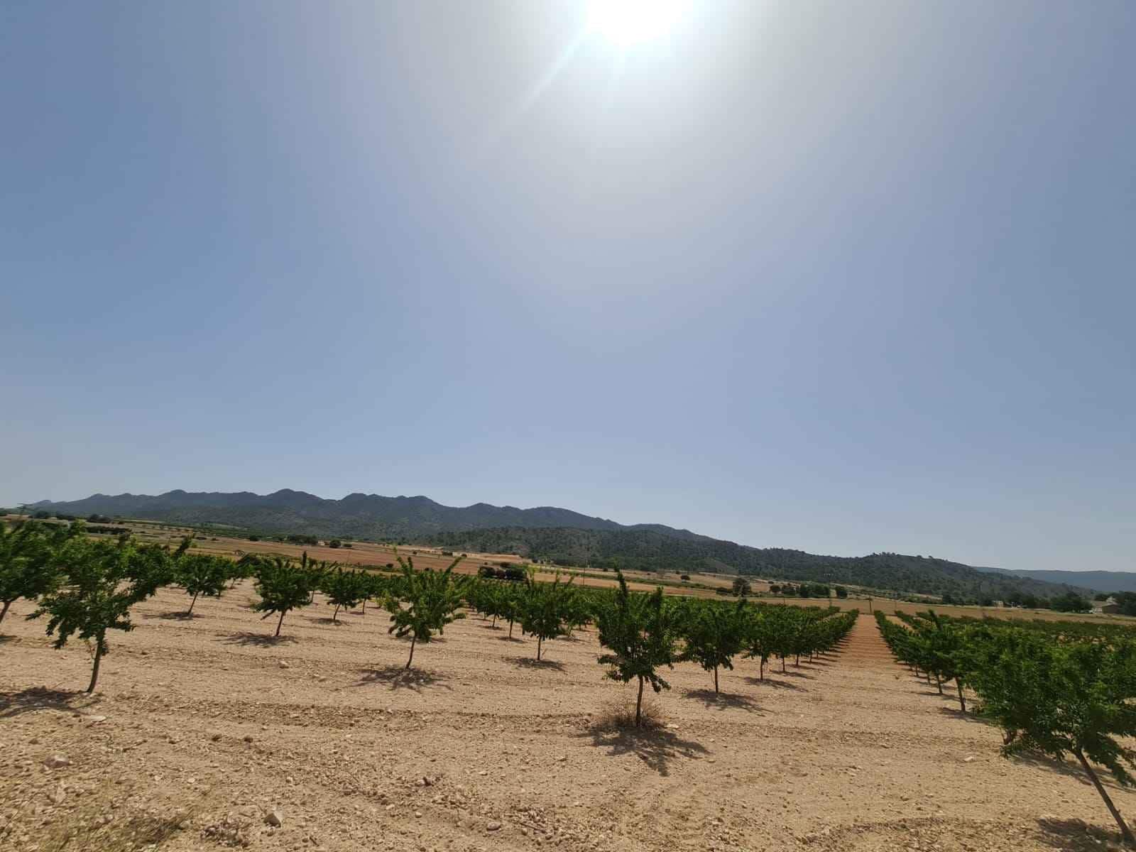 Landgrundstück zu verkaufen in Yecla - 42.995 € (Ref: 9687232)