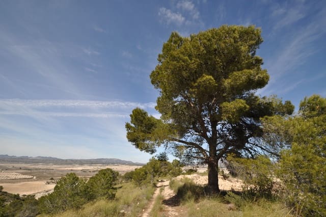 Undeveloped Land for sale in La Zarza, Jumilla - € 39,900 (Ref: 9687240)