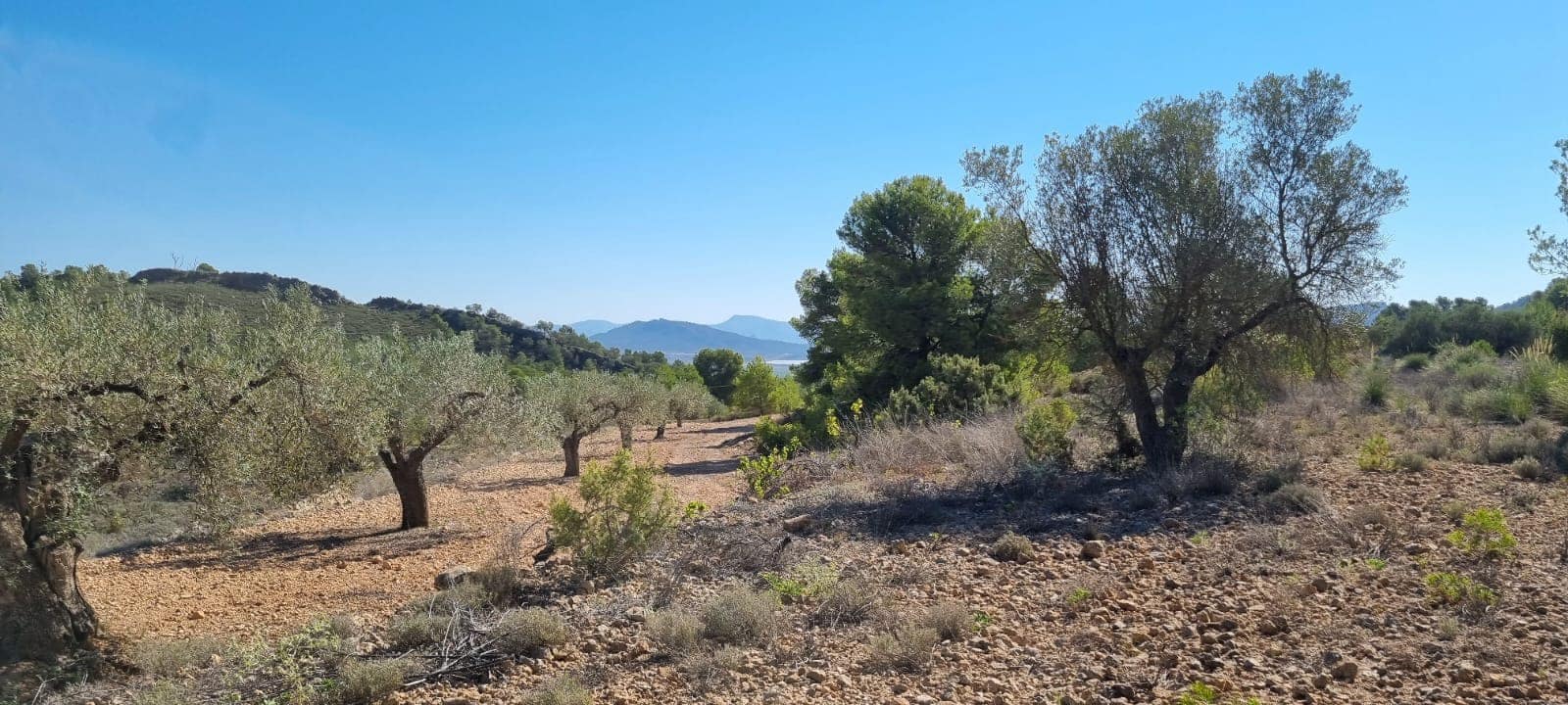 Terre non Aménagée à vendre à Monovar / Monover - 39 995 € (Ref: 9714381)