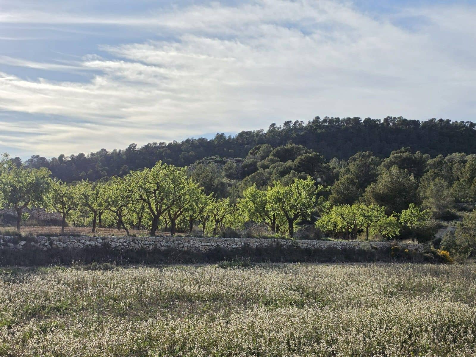 Undeveloped Land for sale in Monovar / Monover - € 14,995 (Ref: 9714383)