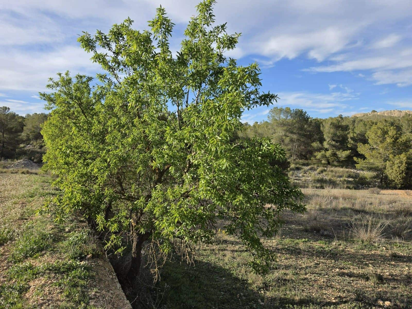 Undeveloped Land for sale in Monovar / Monover - € 14,995 (Ref: 9714383)